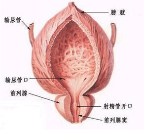 前列腺囊肿